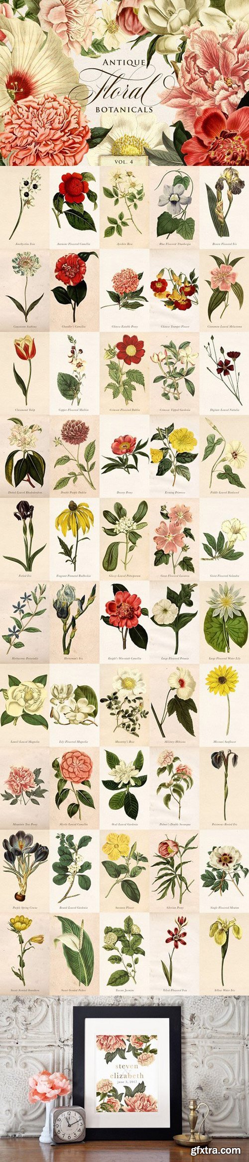 CM - Antique Floral Botanical Graphics 4 1711942