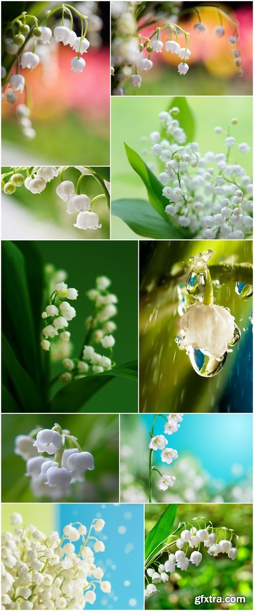 Lily of the valley #1