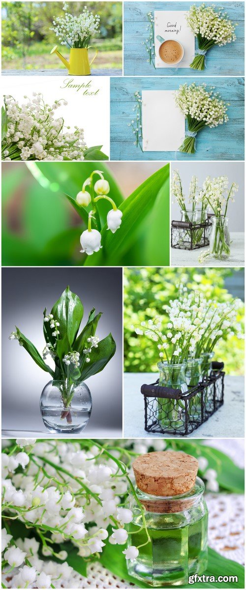 Lily of the valley #2