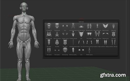 3D Human Anatomy Model (Scanned) for Cinema 4D