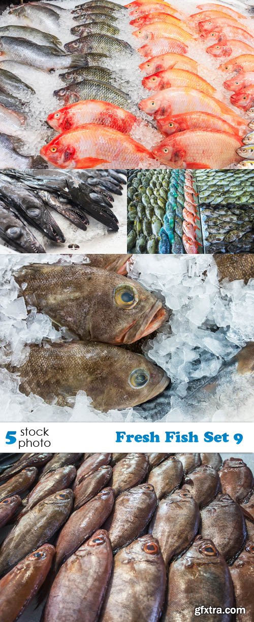 Photos - Fresh Fish Set 9