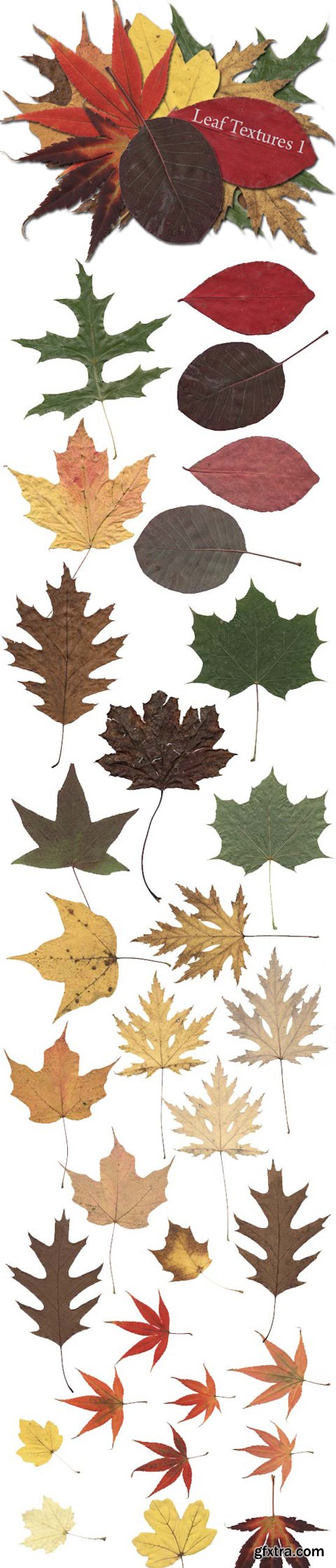 Autumn Leaf Textures, part 1