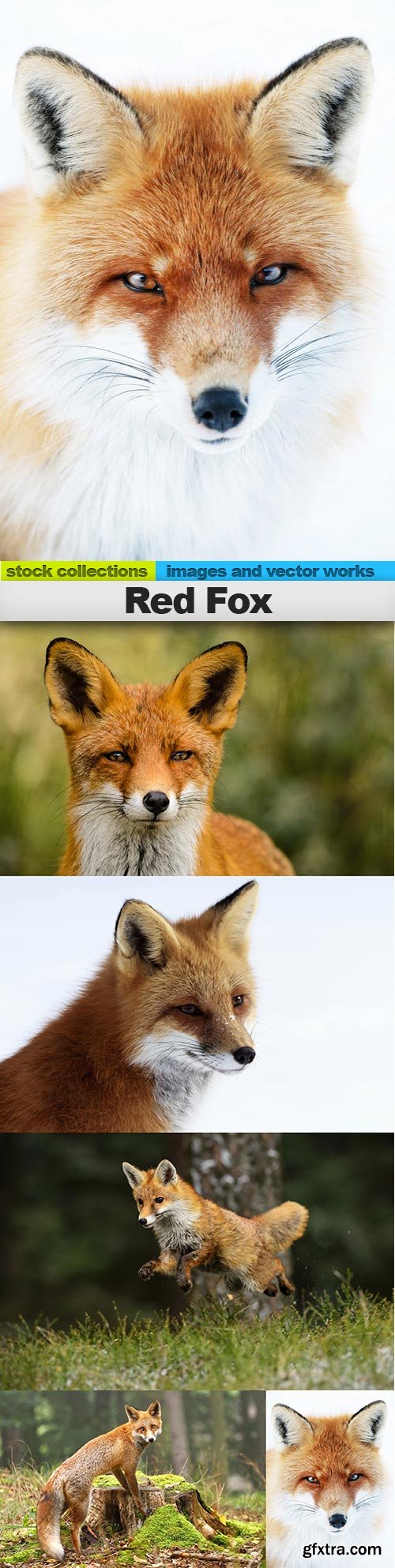 Red Fox, 05 x UHQ JPEG