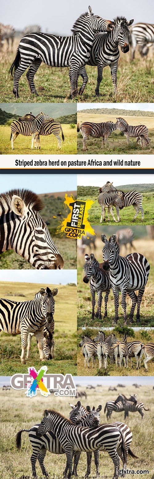 Striped zebra herd on pasture Africa and wild nature