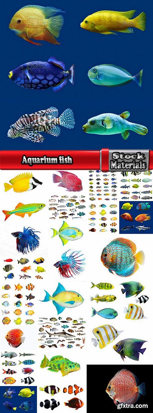 Aquarium fish colored squama 25 HQ Jpeg