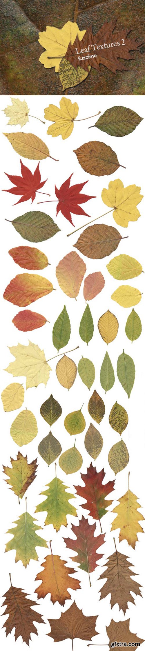 Autumn Leaf Textures, part 2
