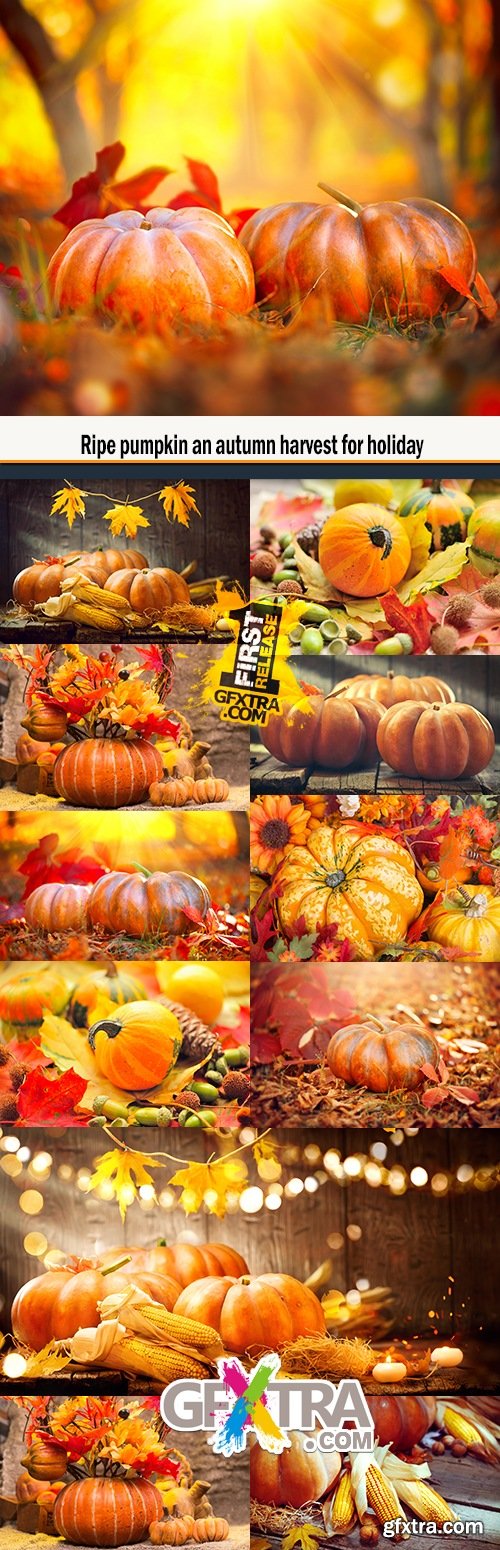 Ripe pumpkin an autumn harvest for holiday