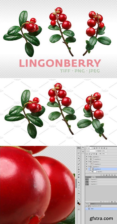 CM - Lingonberry 1835354