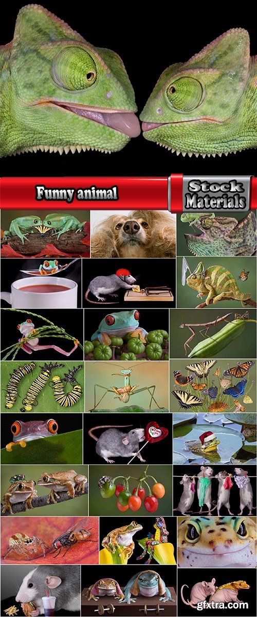Funny animal toad frog insect spider rat chameleon 25 HQ Jpeg