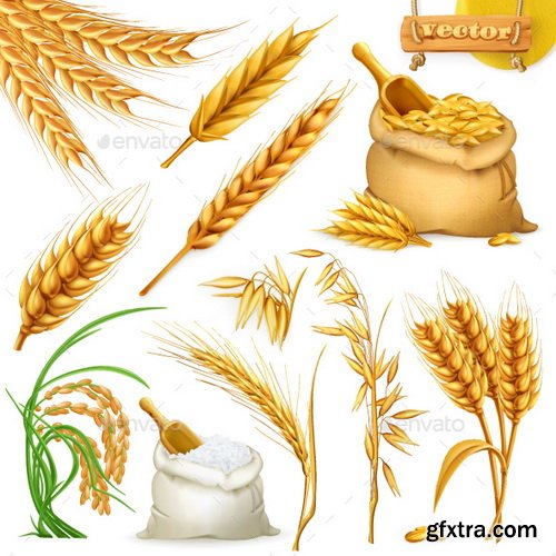 Vectors - Realistic Wheat Set