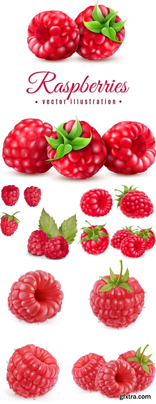 Vectors - Realistic Raspberries Set