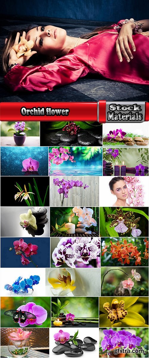 Orchid flower petal inflorescence 25 HQ Jpeg