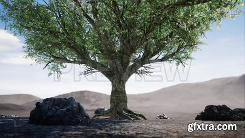 MA - Big Tree In Arid Desert