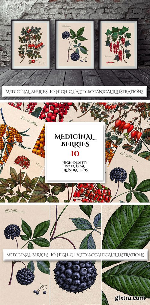 CM - Botanical Illustrations. Berries 2011617