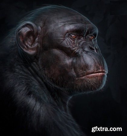 Gumroad - Ben Mauro - Primate Anatomy Full