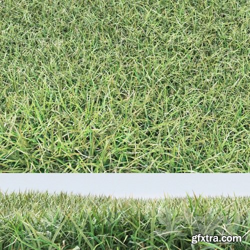 High-poly Grass. Natural and Realistic