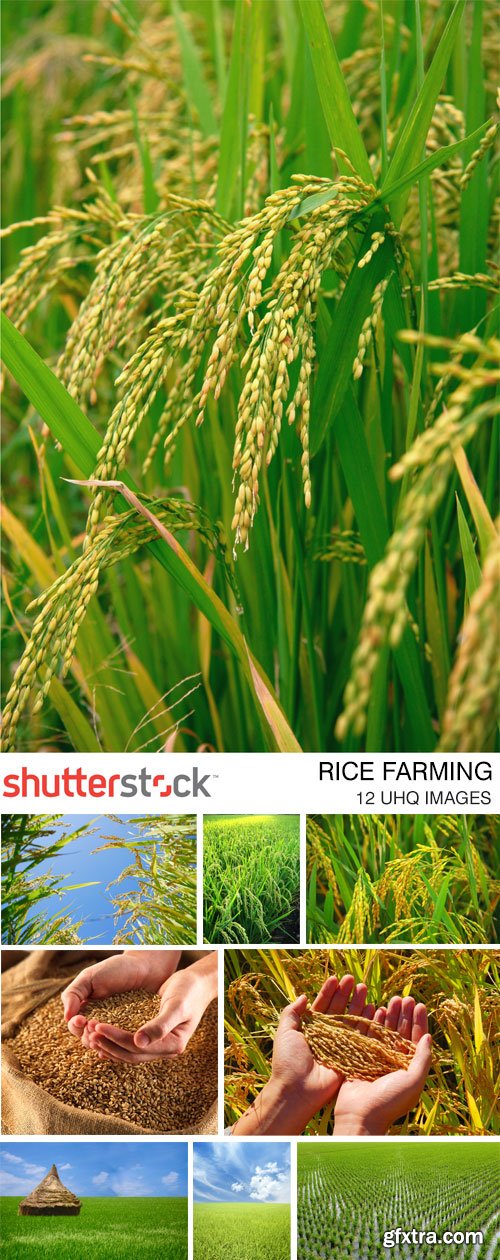 Rice Farming 12xJPG