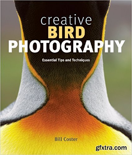 Creative Bird Photography: Essential Tips and Techniques