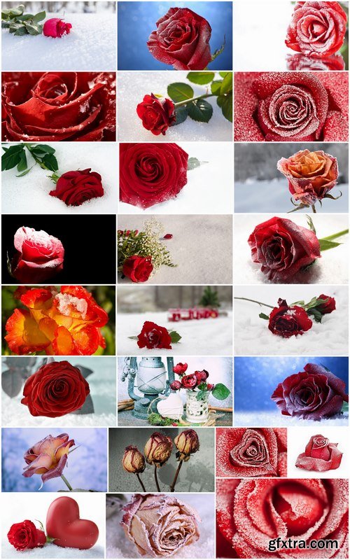 Images of roses in the snow 25 HQ Jpeg