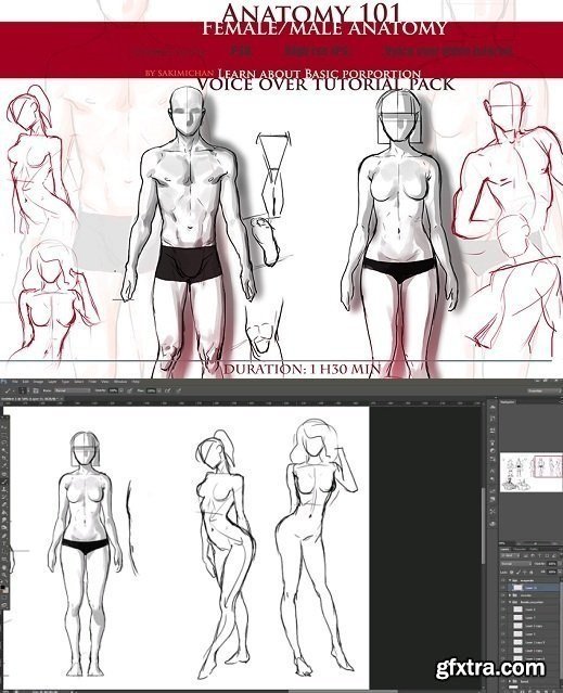 Gumroad - Anatomy 101 Porportion Voice over Tutorial