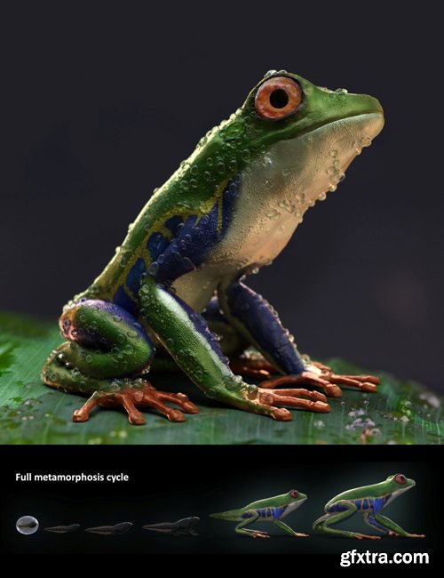 Amazon Tree Frogs and Tadpole