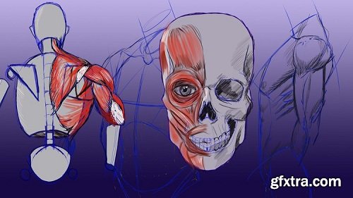 Anatomy and Figure Drawing for Beginners