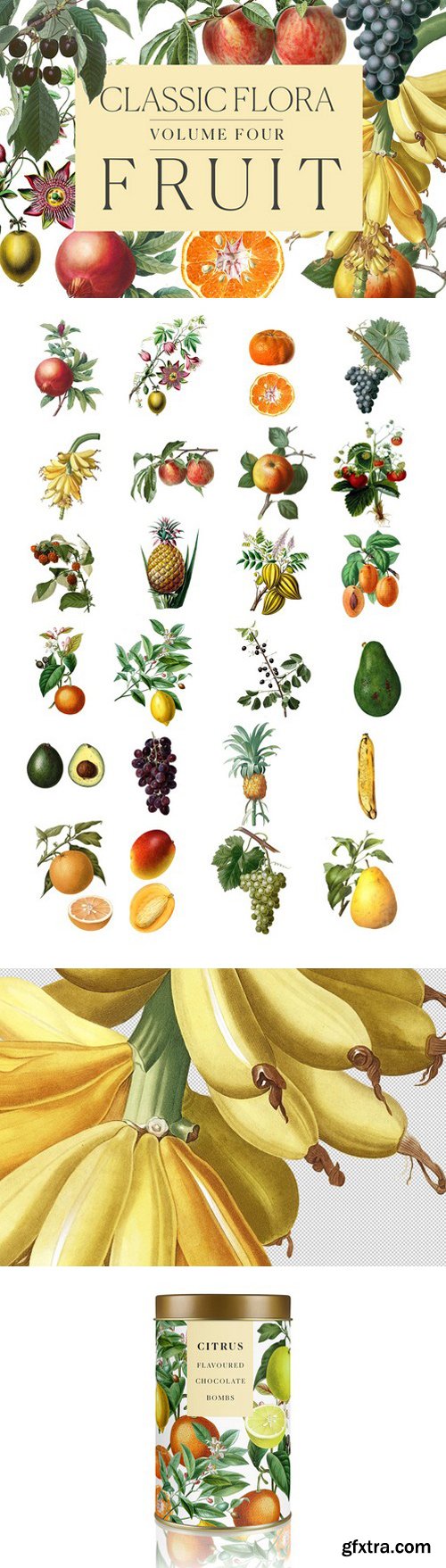 CM - Botanical Illustrations -Fruit 2255936