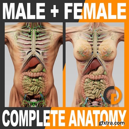 Human Male and Female Complete Anatomy - Body, Muscles, Skeleton, Internal Organs and Lymphatic