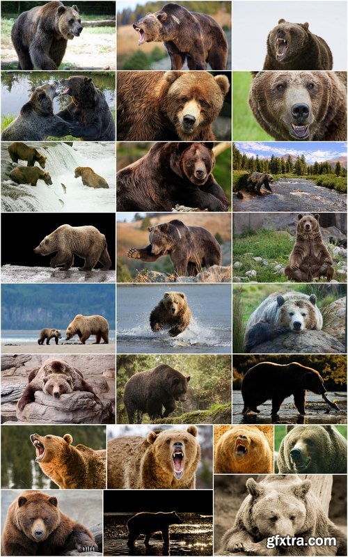 Grizzly Bear predatory animal skin fur hunting in the wild 25 HQ Jpeg