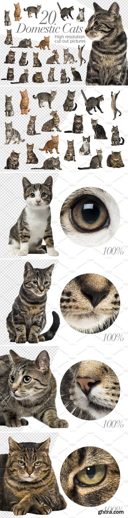 CM - 20 Domestic Cats - Cut-out Pictures 2316524