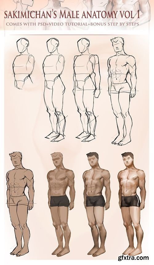 Gumroad - Male Anatomy Vol.1 by Sakimichan