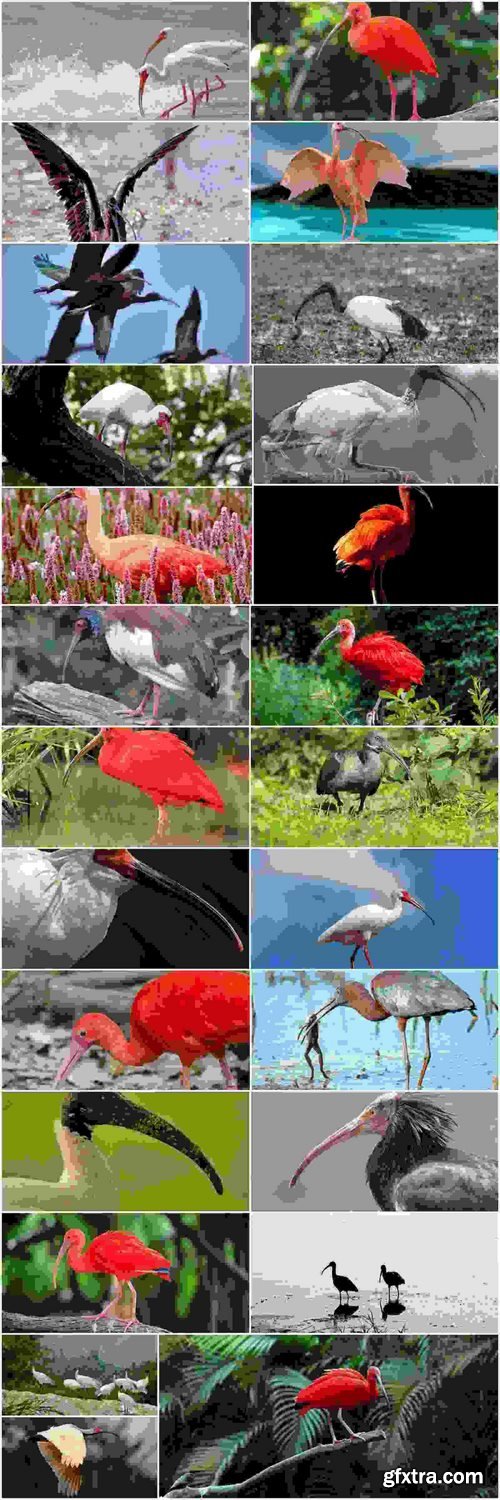 Ibis bird feather pink red nature landscape animal swamp forest pond 25 HQ Jpeg