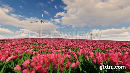 Windmills And Field Of Tulip Flowers 77413