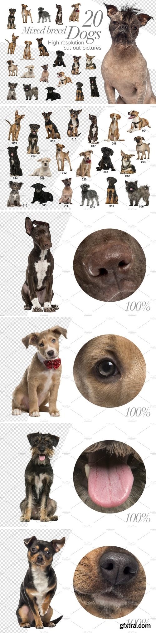 CM - 20 Mixed breed Dogs - Cut-out Pics 2029733