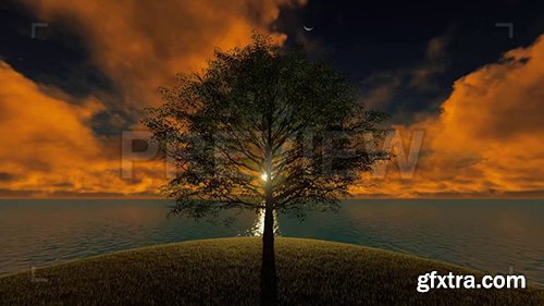 Tree And Sea At Sunset 77635