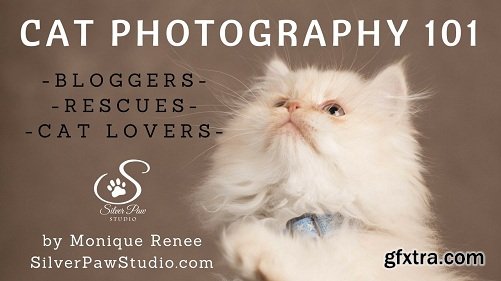 Cat Photography 101