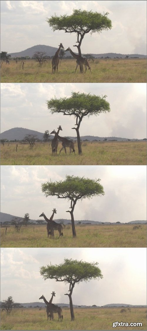 Giraffes Gathering Under Acacia Tree Canopy In Refreshing Shade
