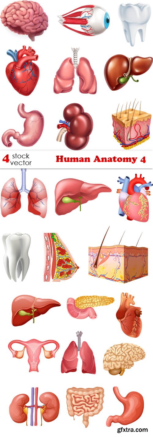 Vectors - Human Anatomy 4