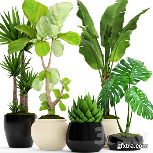 3dsky - A collection of plants in pots 45