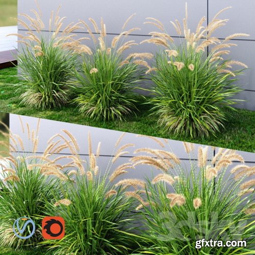 3dsky - Ornamental grass Fountaingrass green