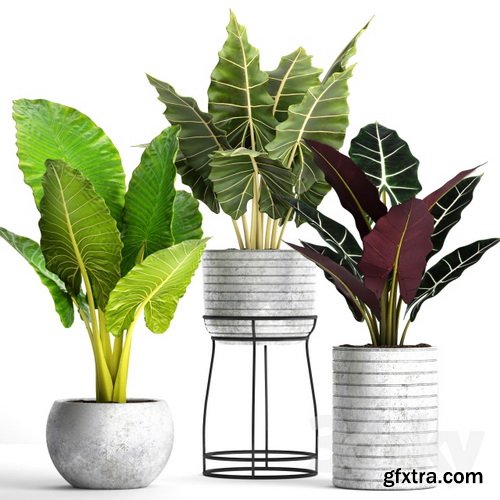 3dsky - Collection of plants in pots 33