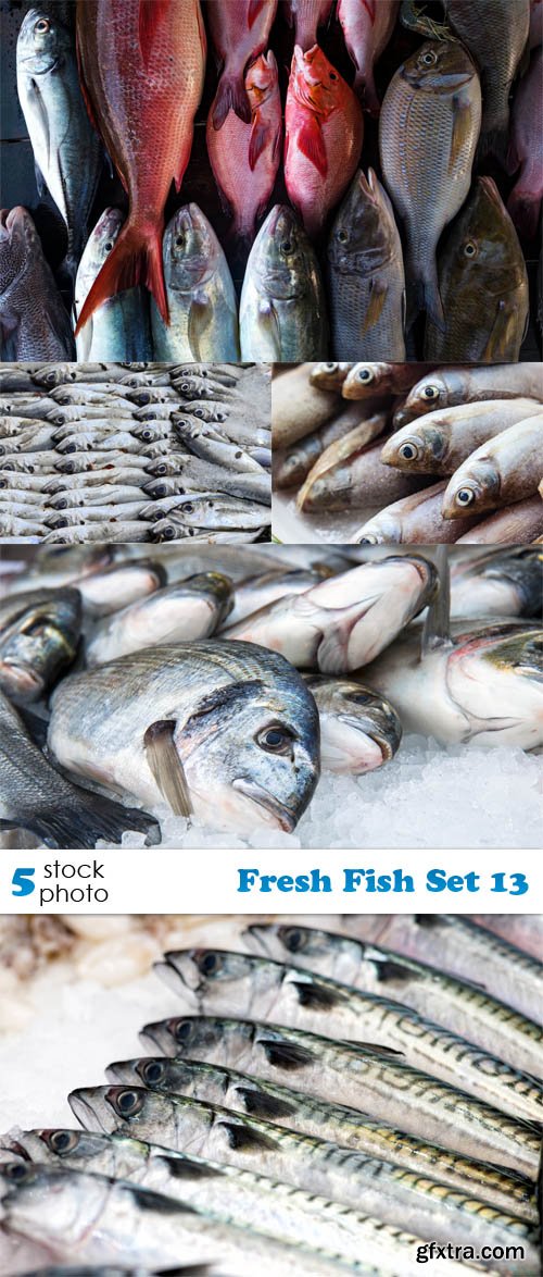 Photos - Fresh Fish Set 13