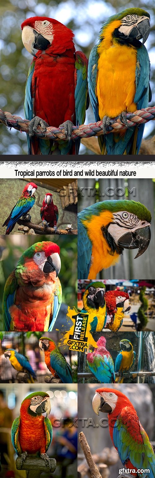 Tropical parrots of bird and wild beautiful nature