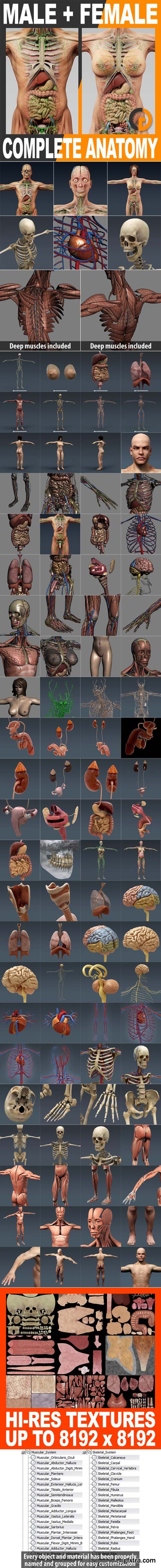 3D Human Male/Female Complete Anatomy