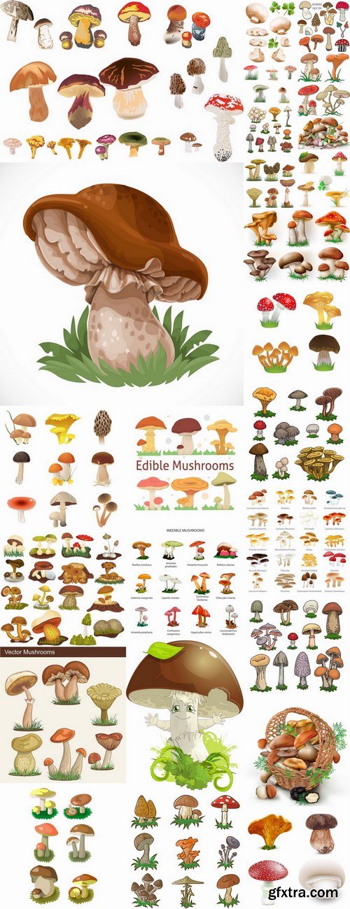 Mushrooms and fungi of different species breed class poisonous edible 25 EPS