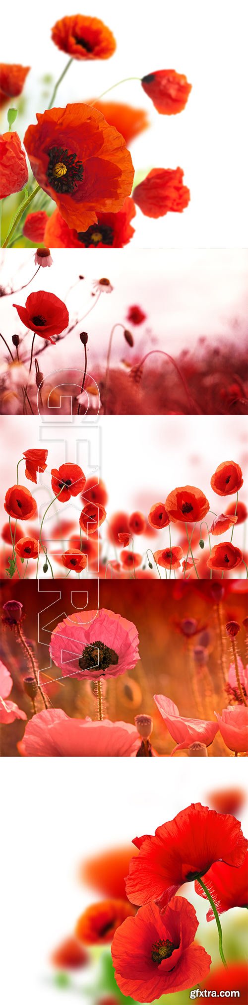 Poppies white background, green and red floral design