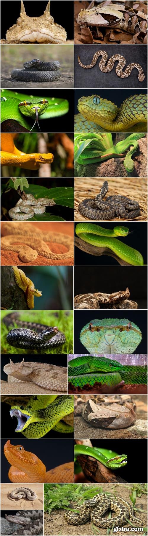 Viper snake reptile 25 HQ Jpeg