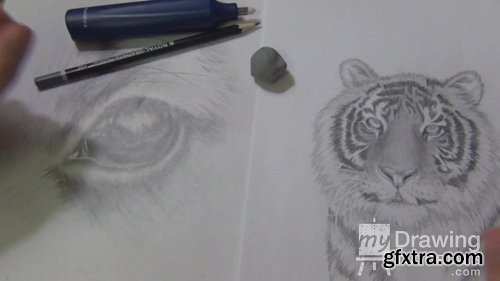 How to Draw Animals Portraits for Beginners