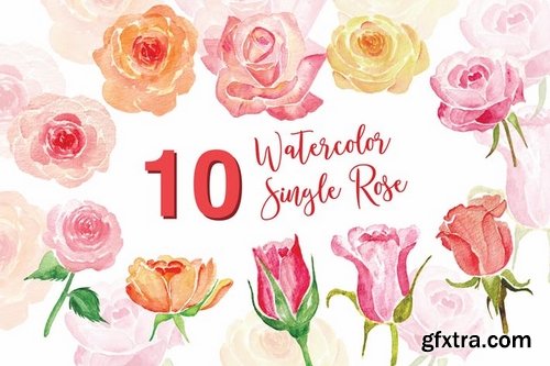 10 Watercolor Single Rose Illustration