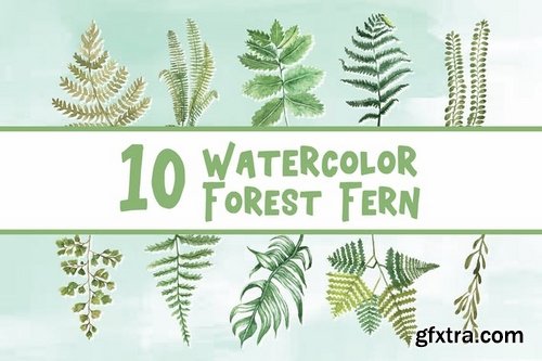 10 Watercolor Forest Fern Illustration Graphics